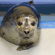 Illustration for article titled Blind Harbor Seal Pup Learning to Adapt